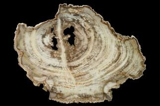 Polished Petrified Wood (Mansonia?) Round - Myanmar #162897