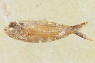Cretaceous Fossil Fish (Ctenodentelops?) - Nammoura Quarry #162813