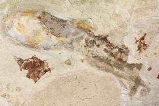 Rare, Fossil Octopus (Keuppia) - Preserved Tentacles & Ink Sac! #162776
