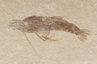 Fossil Mantis Shrimp (Pseudosculda) - Hakel, Lebanon #163093