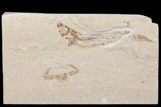 Fossil Fish (Scombroclupea) & Crab (Geryon) Association - Lebanon #163103