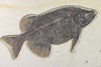 Fossil Fish (Phareodus) - Beautiful Specimen #163417