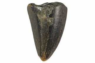 Tyrannosaur Tooth Tip - Two Medicine Formation #163387