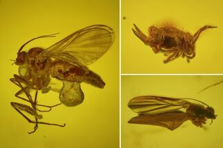 Detailed Fossil Spider, Springtail and Flies in Baltic Amber #163473