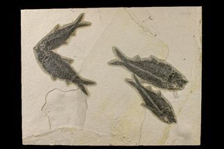 Shale With Four, Large Fossil Fish (Knightia) - Wyoming #163445