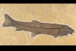 Fossil Fish (Notogoneus) From Wyoming - Huge For Species! #163449