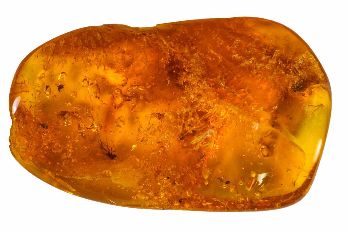 Detailed Fossil Fungus Gnat (Sciaridae) In Baltic Amber For Sale ...