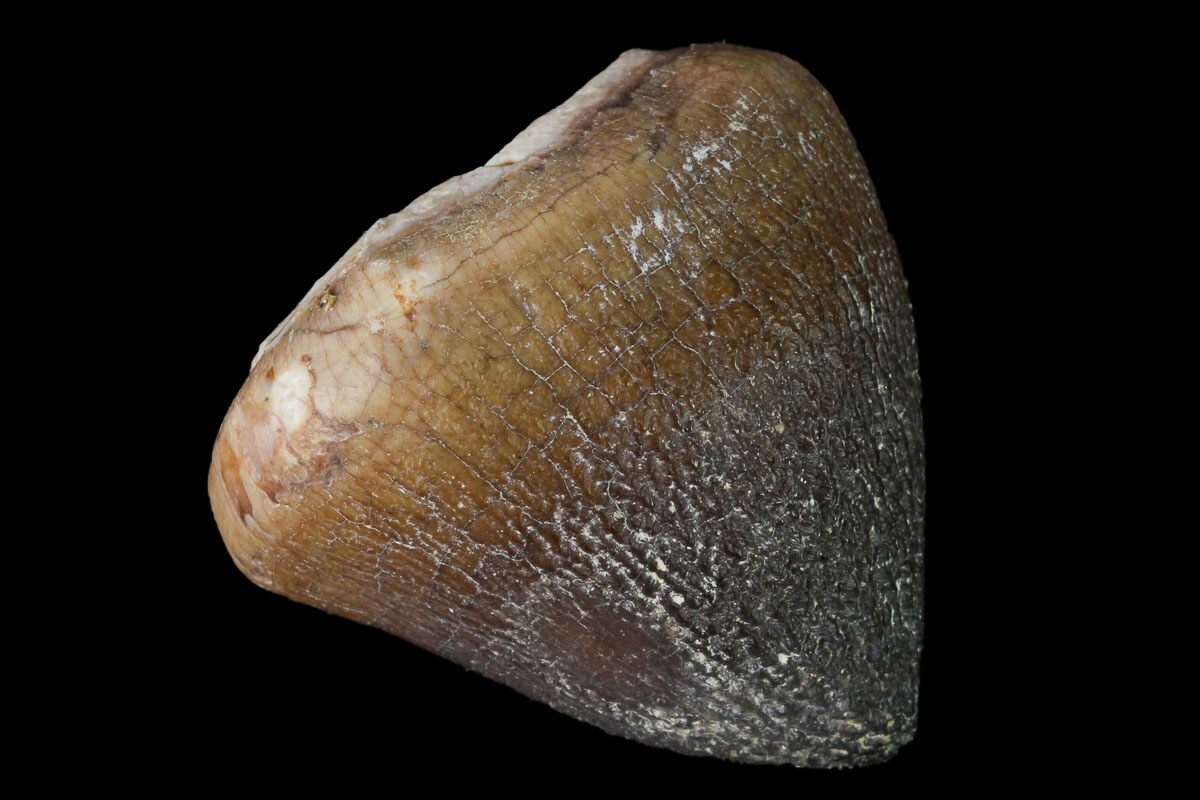 mosasaur tooth price