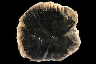 4" Polished Petrified Wood (Oak) Slab - Indonesia - Fossil #163654