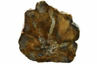 6" Polished Petrified Wood Slab - Live Oak County, Texas - Fossil #163719