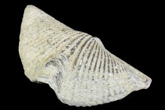 Devonian Fossil Brachiopods (Mucrospirifer)  - Fossil #163974