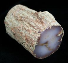 Petrified Wood (Chalcedony) From Nevada #1830