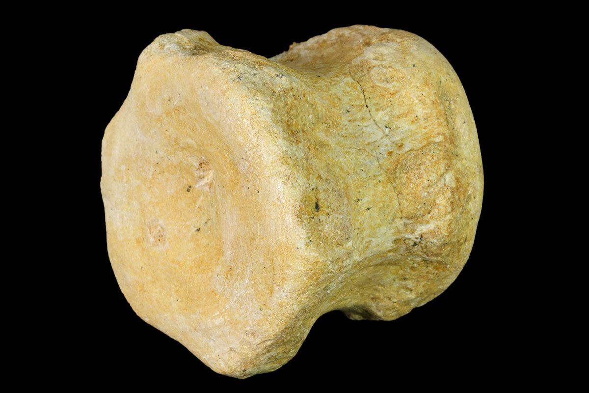 2" Primitive Whale (Basilosaurus) Vertebra Centrum Morocco (164135