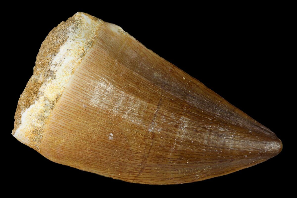 mosasaur tooth fossil
