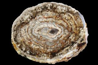 Stromatolite Covered Petrified Yew (Taxus) Slab - Nevada #164544