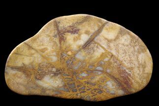 Petrified Palmwood (Palmoxylon) Specimen - Texas #164548