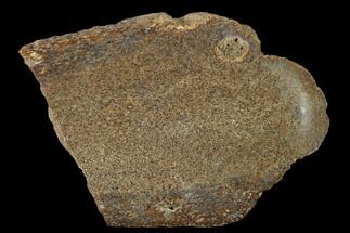 2.2" Polished Pliosaur (Liopleurodon) Bone - England - Fossil #164866