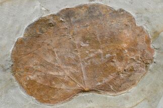 Paleocene Fossil Leaf (Zizyphoides) - Montana #165013