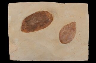 Two Red Fossil Leaves (Rhamnus & Fraxinus) - Montana - Fossil #165062