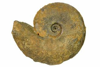 2.9" Iron Replaced Ammonite Fossil - Boulemane, Morocco - Fossil #164463