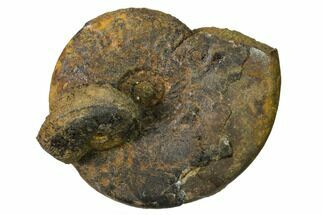 Iron Replaced Ammonite Fossils - Boulemane, Morocco #164466