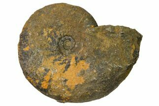 2.9" Iron Replaced Ammonite Fossil - Boulemane, Morocco - Fossil #164467