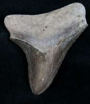 Serrated Brown Megalodon Tooth - Georgia #10981