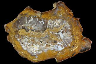 9.15" Petrified Wood (Sycamore) Round - Parker, Colorado - Fossil #149948