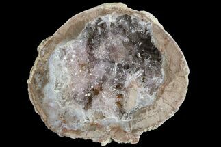 Las Choyas Coconut Geode Half with Amethyst Crystals - Mexico #165559