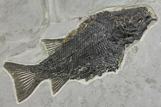 Triassic, Fossil Ray-Finned Fish (Paralepidotus) - Austria #165782