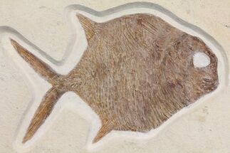 Jurassic Fossil Moon Fish (Gyrodus) - Solnhofen Limestone #165827