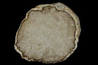 Polished Petrified Fern (Cyathodendron) End Cut - Texas #166447