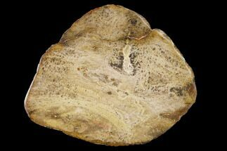 2.8" Rare Petrified "Snakewood" (Mennegoxylon) Slice - Texas - Fossil #166493