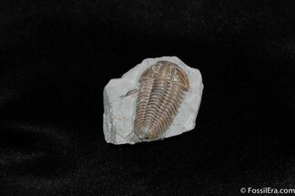 Classic Flexicalymene retrorsa Trilobite #227