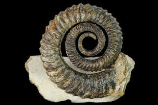 Early Devonian Ammonoid (Anetoceras) - Tazarine, Morocco #154697