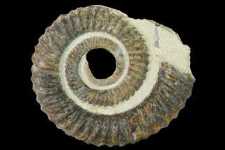 Early Devonian Ammonite (Anetoceras) - Tazarine, Morocco #154700