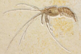 Detailed, Fossil Shrimp (Aeger) - Solnhofen Limestone #167799