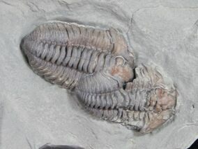 Double Flexicalymene Trilobite From Ohio #11044