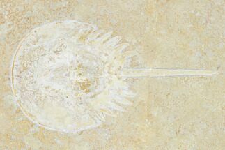 Ventral Horseshoe Crab (Mesolimulus) Fossil - Solnhofen Limestone #167851