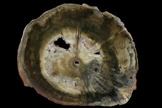 Triassic Petrified Wood (Woodworthia) Round - Zimbabwe #167930