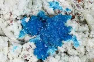 Vibrant Blue Cavansite Clusters on Stilbite - India - Crystal #168255