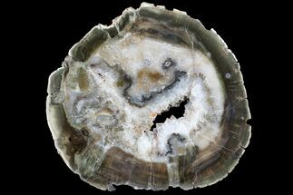 Triassic Petrified Wood (Woodworthia) Round - Zimbabwe #167942