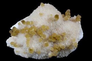 Yellow Calcite On Scolecite (Zeolite) Sprays - Maharashtra, India #168715