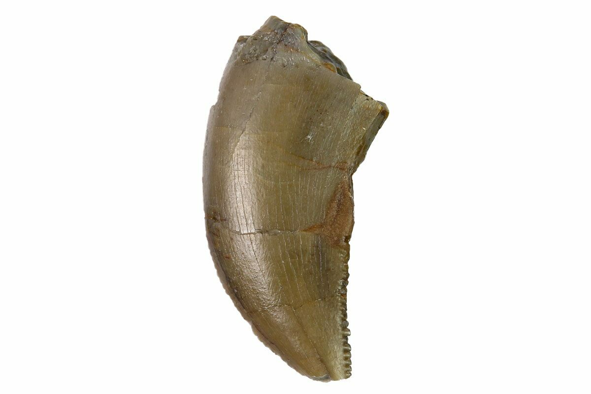 allosaurus tooth for sale