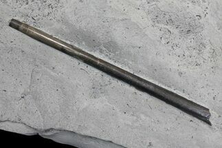 5.5" Fossil Belemnite (Youngibelus)  - Germany - Fossil #167849
