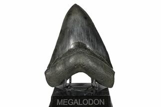 Giant, Fossil Megalodon Tooth - South Carolina #168013