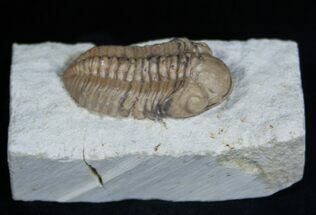 Small Outstretech Kainops Trilobite - Oklahoma #1879