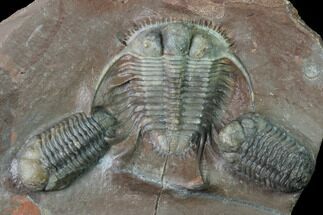 Huge, Cyphaspides Trilobite With Two Austerops - Jorf, Morocco #169645