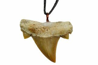 1.05" Fossil Mackerel Shark (Cretolamna) Tooth Necklace -Morocco - Fossil #169971