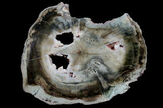 Triassic Petrified Wood (Woodworthia) Round - Zimbabwe #167925
